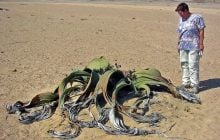 Довша за синього кита і "п'є" туман: цю рослину називають "живою копалиною", і ось чому