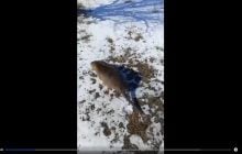 На Одещині спіймали великого гризуна з Південної Америки (відео)