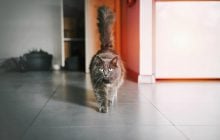 6 неймовірно милих речей, які кішки говорять хвостами