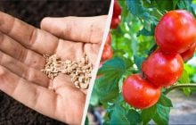 Там, де росли помідори, не можна садити 7 культур: помилка коштуватиме врожаю