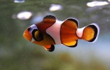 Ця риба здатна змінювати свою стать: біолог пояснив, навіщо вона це робить