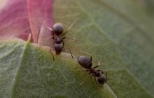 В Японії виявили паразитичний вид мурах, який не має самців: як це можливо