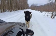 Перекрив шлях автівці: у зоні ЧАЕС зафіксували бичка зі здичавілого стада корів (фото)