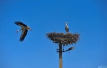 Оминають Чорне море: науковець розповів про особливості повернення лелек до України