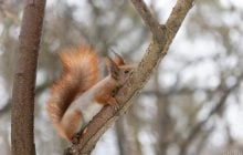 27 февраля в Киев вернется небольшой "плюс"