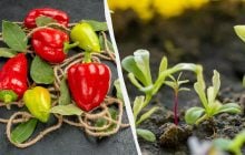 Зберете 2 кг перцю з однієї посадки: що потрібно посіяти поруч