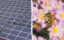 Пчелы сходят с ума от солнечных панелей: это может разрушить нашу природу всего за 4 года