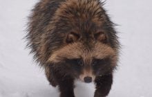 В зоне ЧАЭС преждевременно проснулся енотоподобный пес: что могло произойти