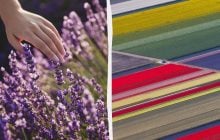 Названы лучшие места Европы, чтобы полюбоваться цветами: когда лучше ехать