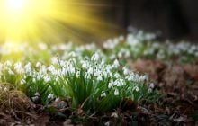 Ось і настала весна: як зворушливо привітати з 1 березня близьких і друзів