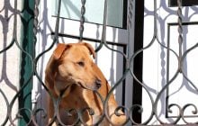 Как собаке удается заранее распознать возвращение хозяина домой: названы 4 способа