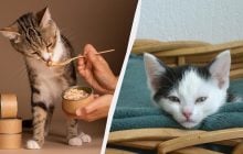 Це може вбити вашого улюбленця: які продукти не можна давати кішкам