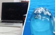 Сигнал тривоги: відходи з ноутбуків і смартфонів знайшли в мозку дельфінів