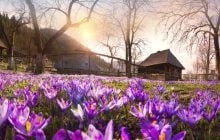 Колочава – це не лише крокуси: у чому унікальність одного з найкращих туристичних сіл світу