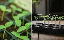 Почему рассада огурцов сильно вытягивается: как спасти сеянцы до высадки