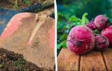 Лучшие и худшие "соседи" для свеклы: что можно и нельзя сажать рядом с овощем