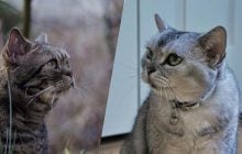 Эта порода кошек является самой редкой в мире из-за генетической мутации: о чем идет речь