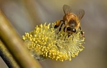 25 березня українців порадує 15-градусне тепло