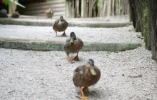 1 травня в Україні буде останній холодний день перед довгоочікуваним потеплінням