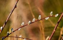 Синоптик рассказал, чем погода порадует украинцев до конца недели