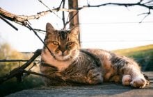 Разогреет до +15: синоптик порадовала прогнозом на 9 марта