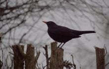 6 марта в Украину натянет тучи и местами пройдет снег с дождем