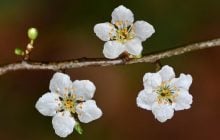 22 квітня погода в Україні покращиться, але ненадовго