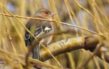 Начало марта принесет в Украину тепло: синоптик рассказал, где разогреет сильнее всего