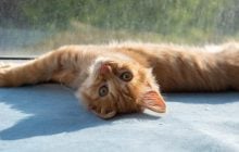 Как понять, что ваш кот счастлив: эксперты назвали 7 трогательных признаков