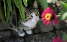 Вчені назвали найпростіший спосіб продовжити життя кішці