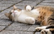 Тепло усиливается: 11 марта Украину разогреет еще больше