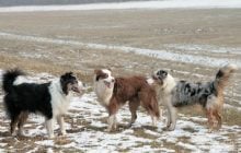 Яка порода собак найлегша у дресируванні: експерти назвали розумного та надійного друга