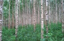 9 худших деревьев для сада: что не нужно сажать во дворе и какие альтернативы существуют