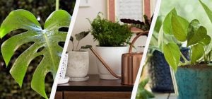 10 комнатных растений, которые отлично растут при искусственном освещении