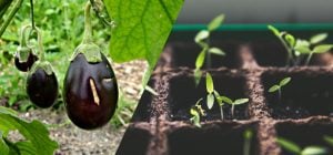 Как и когда сеять баклажаны на рассаду в Украине