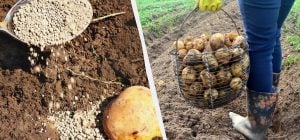 Вместо обычной картошки сажают семенную - соберете по 4 кг с куста: что добавить в лунки