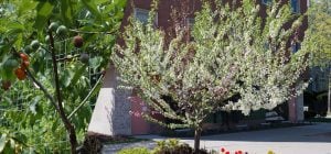 "Дерево 40 фруктів": рекордне дерево-сад створив садівник та митець