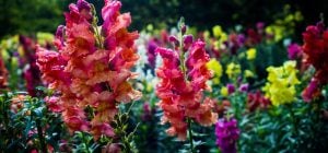 Что посадить в феврале: названы 6 семян цветов и зелени