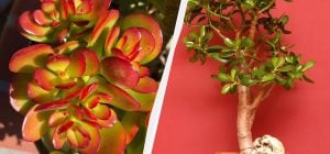 Як врятувати грошове дерево, поки не стало пізно: п'ять важливих нюансів