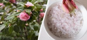 З цим засобом троянди зацвітуть як ніколи: що таке англійська сіль