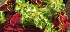 5 кімнатних рослин, які напрочуд легко виростити з насіння