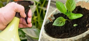 Навіщо досвідчені садівники обприскують розсаду молоком: ви пошкодуєте, що не знали