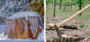 Чому не можна залишати пні в землі: 4 способи, як легко їх позбутися