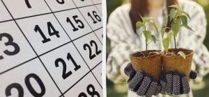 Точний місячний календар для посіву в березні 2026 року: що садити на розсаду