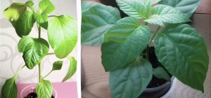 Эти ошибки могут оставить вас без урожая: от чего на рассаде перца желтеют листья