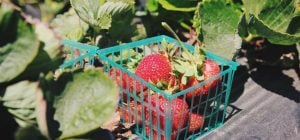 Лучшие сорта ягод для выращивания в контейнерах: тонкости нового способа