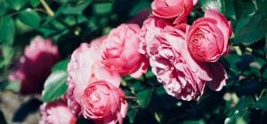 Секрет хорошего цветения: эксперты объяснили, как правильно обрезать розы в конце зимы