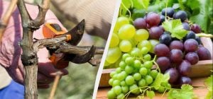 Мудрые дачники уже начинают обрезать виноград: урожая ягод будет вдвое больше