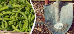 Квасоля зібрана – час садити це: найкращі культури для наступного сезону