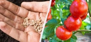 Там, де росли помідори, не можна садити 7 культур: помилка коштуватиме врожаю